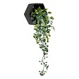 ATMOSPHERA - Plante artificielle suspendue Ayame pot noir H14cm - vignette