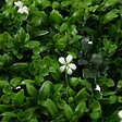 ATMOSPHERA - Carré végétal "Izy" vert 50x50cm - vignette