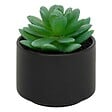 ATMOSPHERA - Plante grasse en pot H13 - vignette