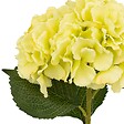 ATMOSPHERA - Tige de hortensia artificielle "Serata" vert clair H83cm - vignette