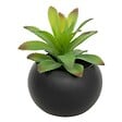 ATMOSPHERA - Plante grasse en pot H13 - vignette