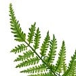 ATMOSPHERA - Tige fougère artificielle James vert H90cm - vignette