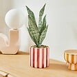 ATMOSPHERA - Plante artificielle en pot Cheri 11,5x11,5cm - vignette