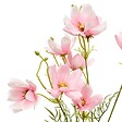 ATMOSPHERA - Fleur artificielle Phoebe Coreopsis H88 cm - vignette