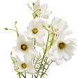 ATMOSPHERA - Fleur artificielle Phoebe Coreopsis H88 cm - vignette