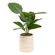 ATMOSPHERA - Plante artificielle Pool H45cm - vignette