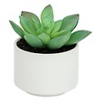 ATMOSPHERA - Plante grasse en pot H13 - vignette