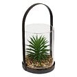 ATMOSPHERA - Terrarium Wilo 11x10cm - vignette