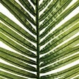 ATMOSPHERA - Tige de palmier artificiel H113cm - vignette