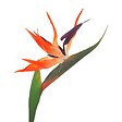 ATMOSPHERA - Tige d'oiseau du paradis artificielle H83cm - vignette