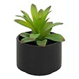 ATMOSPHERA - Plante grasse en pot H13 - vignette