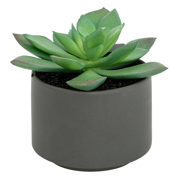 ATMOSPHERA - Plante grasse en pot H13 - large