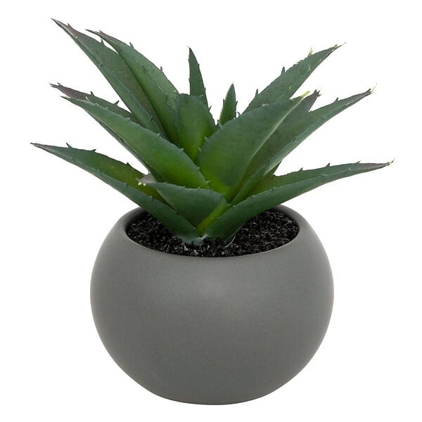 ATMOSPHERA - Plante grasse en pot H13 - large