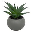 ATMOSPHERA - Plante grasse en pot H13 - vignette