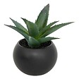 ATMOSPHERA - Plante grasse en pot H13 - vignette