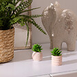 ATMOSPHERA - Plante artificielle petit format "Ubi" H7cm - vignette