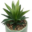 ATMOSPHERA - Plante artificielle en pot Cheri 13x10cm - vignette