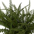 ATMOSPHERA - Fougère artificielle en pot "Clemy" vert H45cm - vignette