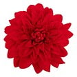 ATMOSPHERA - Sujet dahlia velours D.20cm rouge - vignette