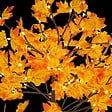 FEERIC LIGHTS & CHRISTMAS - Arbre orange lumineux extérieur 92 LED blanc chaud H.90cm - vignette