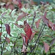 ARBORIX - 2 x Cornouiller blanc 'Kesselringii' - Cornus alba 'Kesselringii'  - 60-80 cm pot - vignette