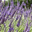 ARBORIX - 6 x Lavandin 'Grosso' - Lavandula Intermedia 'Grosso'  - godet 9cm x 9cm - vignette