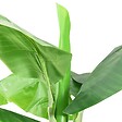 VIDAXL - vidaXL Bananier artificiel avec pot 300 cm Vert - vignette