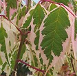 ARBORIX - Érable à feuille de frêne - Acer negundo 'Flamingo'  - 40-50 cm pot - vignette