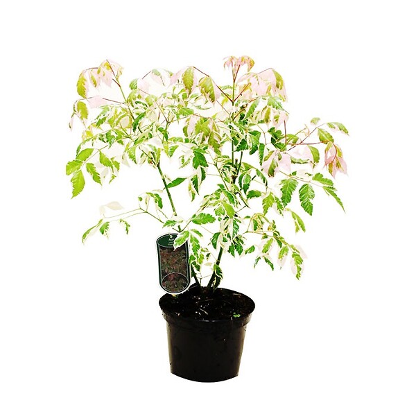 ARBORIX - Érable à feuille de frêne - Acer negundo 'Flamingo'  - 40-50 cm pot - large