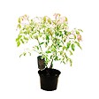 ARBORIX - Érable à feuille de frêne - Acer negundo 'Flamingo'  - 40-50 cm pot - vignette