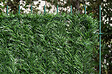 CASANOOV - Casanoov Haie Artificielle 5 m PICO H.180  cm 110 brins - vignette