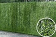 CASANOOV - Casanoov Haie Artificielle 3 m PICO H.150  cm 90 brins - vignette