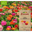 ASSOCIATION KOKOPELLI - Zinnia Pinca Mix- Graines bio à semer - vignette