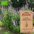 ASSOCIATION KOKOPELLI - Agastache Menthe Coréenne- Graines bio à semer - vignette