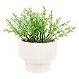 ATMOSPHERA - Plante artificielle Nippo avec pot en céramique - vignette
