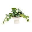 ATMOSPHERA - Plante artificielle Nippo H.29cm blanc - vignette