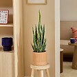 ATMOSPHERA - Plante artificielle Nippo H.78cm marron - vignette