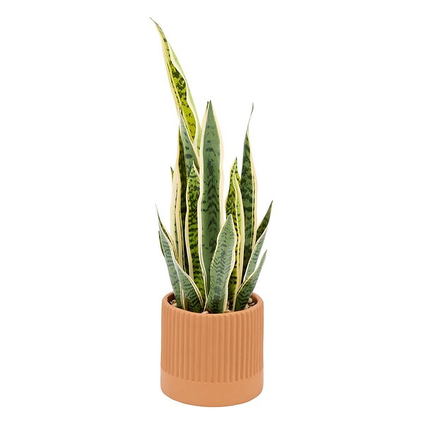 ATMOSPHERA - Plante artificielle Nippo H.78cm marron - large
