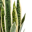 ATMOSPHERA - Plante artificielle Nippo H.78cm marron - vignette