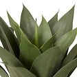 ATMOSPHERA - Agave artificiel Nyer H.96cm avec pot blanc - vignette