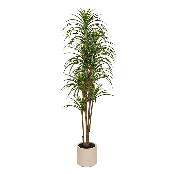ATMOSPHERA - Dracena vert Edi H.180cm avec pot blanc - large
