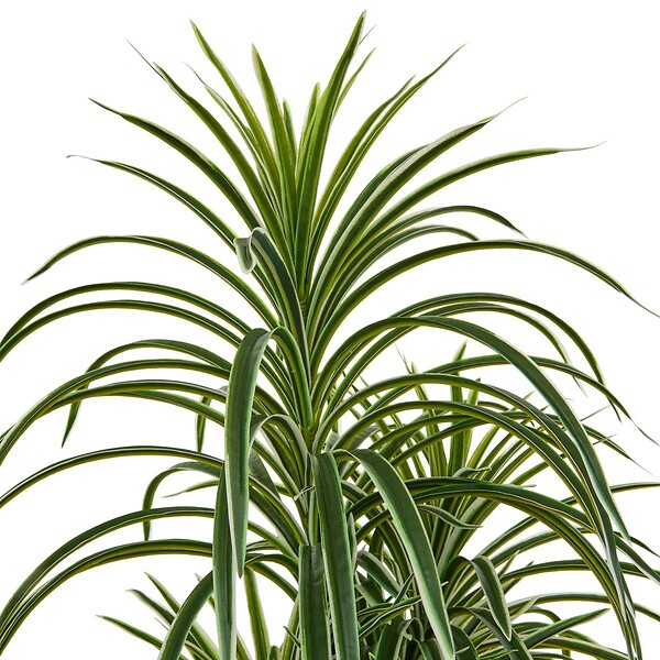 ATMOSPHERA - Dracena vert Edi H.180cm avec pot blanc - large