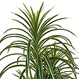 ATMOSPHERA - Dracena vert Edi H.180cm avec pot blanc - vignette