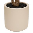 ATMOSPHERA - Dracena vert Edi H.180cm avec pot blanc - vignette