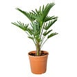 BLOOMIQUE - Trachycarpus Wagnerianus - Palmier éventail - Palmier rustique - H. 60-80 cm - P. 21 cm - vignette