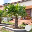 BLOOMIQUE - Trachycarpus Wagnerianus - Palmier éventail - Palmier rustique - H. 60-80 cm - P. 21 cm - vignette