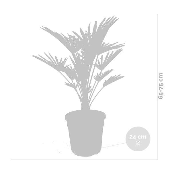 BLOOMIQUE - Trachycarpus Wagnerianus - Palmier éventail - Palmier rustique - H. 60-80 cm - P. 21 cm - large