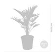 BLOOMIQUE - Trachycarpus Wagnerianus - Palmier éventail - Palmier rustique - H. 60-80 cm - P. 21 cm - vignette