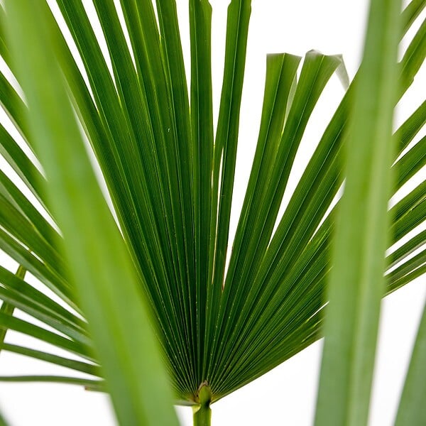 BLOOMIQUE - Trachycarpus Wagnerianus - Palmier éventail - Palmier rustique - H. 60-80 cm - P. 21 cm - large