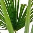 BLOOMIQUE - Trachycarpus Wagnerianus - Palmier éventail - Palmier rustique - H. 60-80 cm - P. 21 cm - vignette